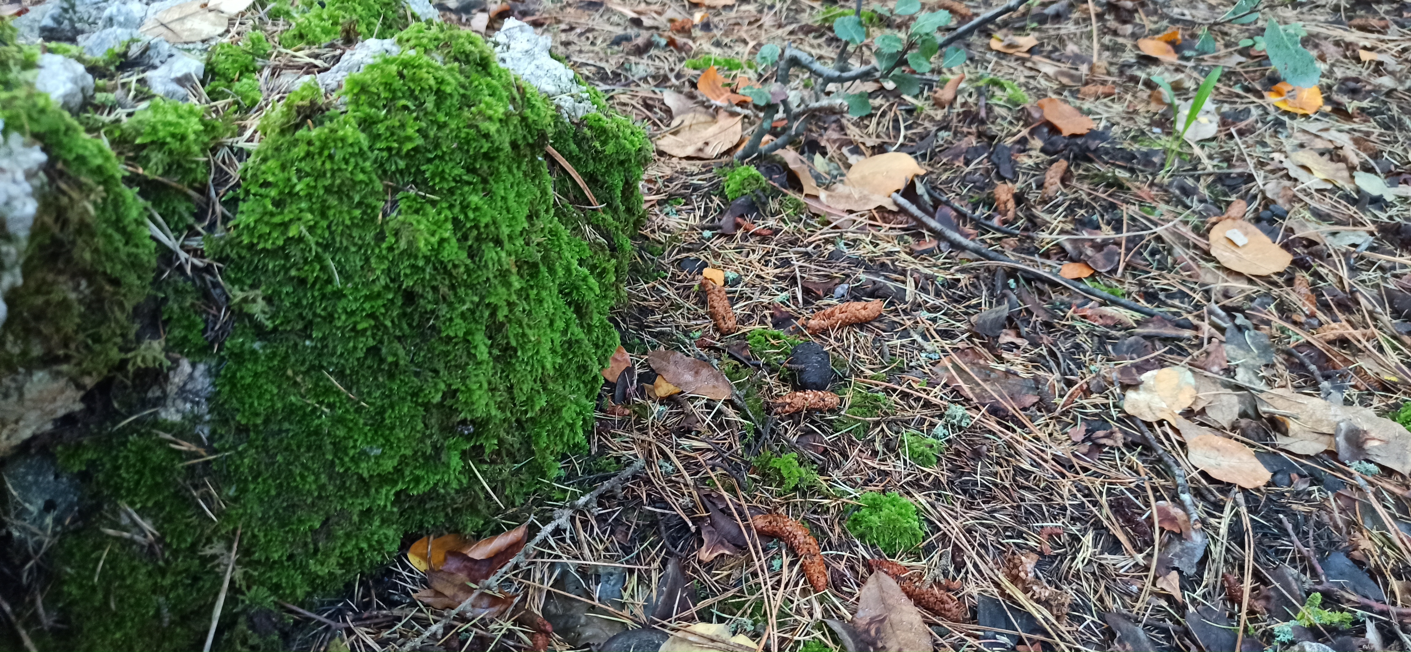 La rabbia dei forestali siciliani. Da mesi senza stipendio